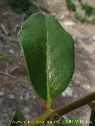 Image of Dasyphyllum diacanthoides (Trevo / Palo santo / Palo blanco / Tayu). Click to enlarge parts of image.